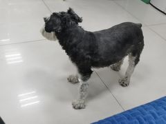 -利又安动物医院··老年病·猫科犬科·中兽医