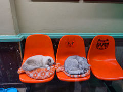 -猫咪博物馆(顶澳仔猫街店)