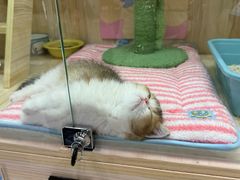 -momokira米努特·德文卷毛猫·棉花面纱犬