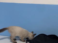 -瑞派福兴宠物医院犬猫全科·骨科·中西医结合(河东店)