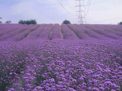 -紫颐香薰山谷景区