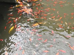 -金庸书院