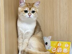 -谐和益家动物医院·免疫绝育·血液透析·宠保定点医院(高新伊藤分院)