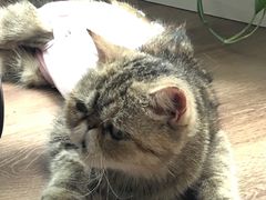 -美联众合动物医院·24h转诊中心