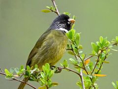-梧桐山风景名胜区