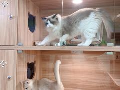 -猫十亿·布偶金渐层·曼基康矮脚猫舍(青年路店)