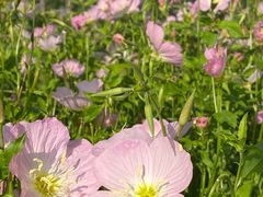 -金银湖国家城市湿地公园