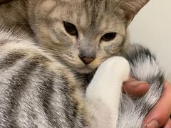 -艾贝尔宠物医院·24H转诊中心·肿瘤猫专科(江宁双龙店)