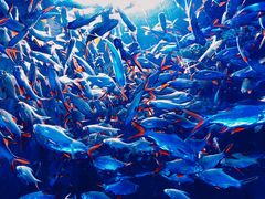 -成都浩海立方海洋公园