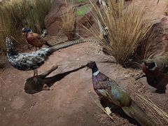 -陕西自然博物馆