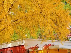 -三里屯东五街银杏大道