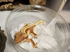 -酷以爬仙阁实体爬宠店·守宫·蜥蜴·专业繁育