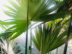 -呀路古热带植物园