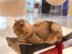 -momokira米努特·德文卷毛猫·棉花面纱犬