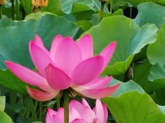-荔湾湖公园