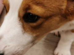 -浣熊柯尔鸭土拨鼠·电玩咖