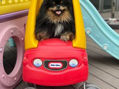 -百好乐宠物友好餐厅(朝外大街店)