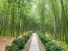 -大奇山国家森林公园