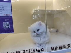-小猫来了·猫舍(红山六九七九店)