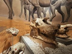 -国家自然博物馆