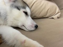 -怪兽屋·羊驼·猫咖·狗咖(俊华广场店)