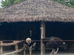 -上海野生动物园