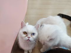 -1013 PET SHOP 宠物商店(近铁城市广场店)