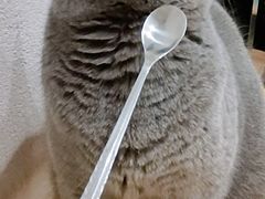 -猫色咖啡·猫咖