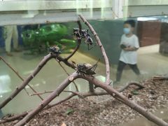 -上海昆虫博物馆