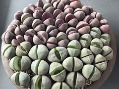 -南通洲际绿博园