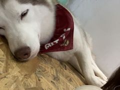 -Husky Go! 哈士奇体验馆·宠物咖啡厅狗咖