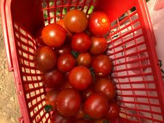 -前小桔亲子创意农场·草莓采摘·露营烧烤