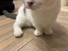 -酷豆宠物咖啡·宠物美食·撸猫馆