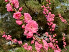 -海棠花溪(元大都城垣遗址公园)