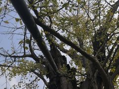 -上海佘山国家森林公园天马山园