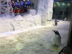 -芜湖新华联大白鲸海洋公园