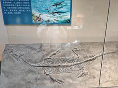 -安徽省地质博物馆