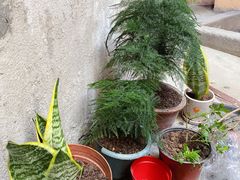 -武汉花鸟市场