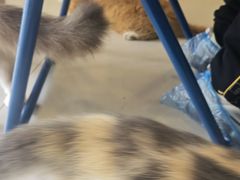 -平行世界·猫咖(首经贸店)