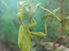 -上海大自然野生昆虫馆