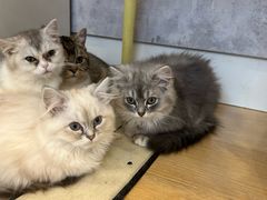 -猫咪派对(江南西店)