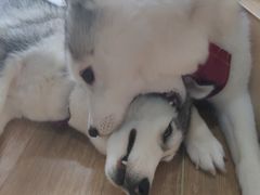-Husky Go! 哈士奇体验馆·宠物咖啡厅狗咖