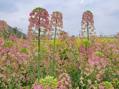 -中国天府农业博览园