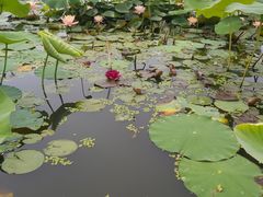 -鉴湖国家城市湿地公园