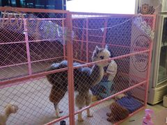 -华声天桥民俗文化园