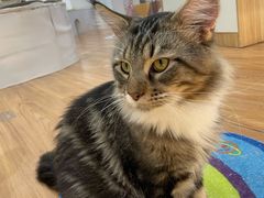 -COLOR PETS 撸猫馆·购猫·猫咖(长风大悦城店)
