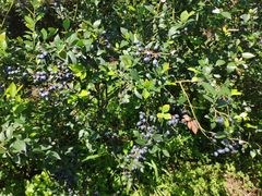 -金谷域澳洲庄园