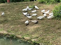 -合肥滨湖国家森林公园