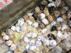 -双季花艺园艺市场(浦东店)