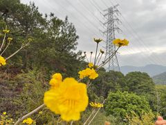 -金鸡山公园